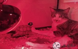 (影)蘇卡達龜遭貓咪「侵門踏戶」強壓頭　怒奔：來對決啊！