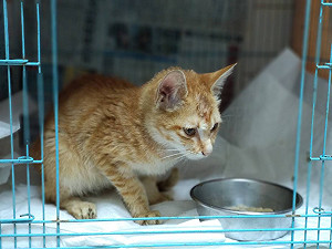 小病貓攔車求醫   巧遇新北動保員救援結奇緣