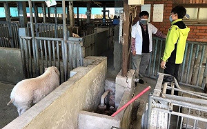 北市10私家養豬戶已離牧！  動保處：沒有非洲豬瘟疑慮