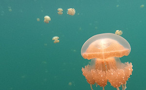 不讓旅遊泡泡變泡沫！帛琉加碼：拜訪水母湖每人補助700元