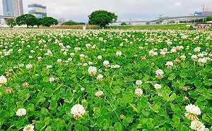 雪白4月雪在新北！白花三葉草河濱公園浪漫盛開