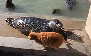 (影)胖海豹遭橘貓打頭！「委屈巴巴」滾回水裡：陸地好可怕～