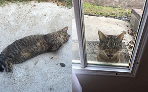 送浪貓到5公里外收容所　3天後牠竟回來狂喵：我要住這！