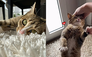 (影)膽小貓打開心房！化身「萌力全開」撒嬌貓：每隻手都該擼我～