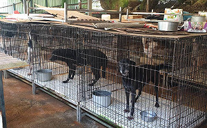 把愛傳下去 新北愛心大平台助民間動物收容所募資