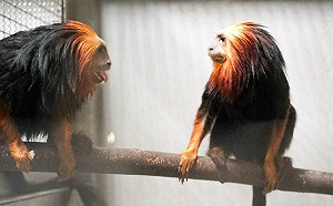 初次見面請多指教！北市動物園新朋友：金頭獅狨、黑吼猴 5月中旬見客