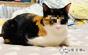 三花貓天生「妹妹頭 憤怒眼」　爸嘆：每天都在不爽！