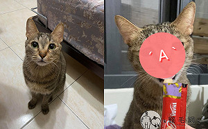 (影)虎斑貓「度估表情」超哀怨　奴才怒：我忙搬家你累啥？！