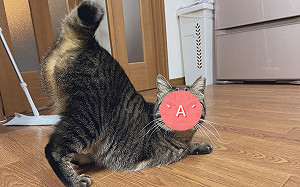 貓咪高舉「性感大屁屁」　憤怒瞇眼瞪奴才：還不來摸我！