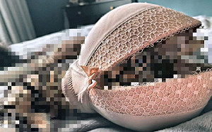 (影)媽進房驚見床上出現「蚌殼精」　網全歪樓：很懂玩喔！