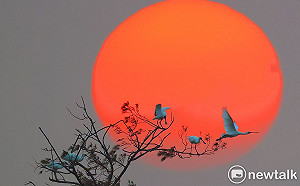 家齊歡慶97週年實踐「環境有續，無塑生活」 展生態攝影作品