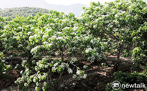 2021台南客家桐花祭 黃偉哲邀體驗浪漫的藝文饗宴