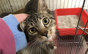 小貓被捲入3公尺高鐵捲門   新北動保處即刻救援