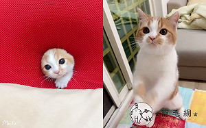 (影)橘白貓為吃自學「激萌技能」　網爆笑：毛髮中的因子！