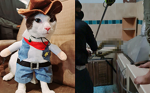 (影)找貓未果！卻在廚房見蟒蛇「腹部隆起」 女學生哭成淚人