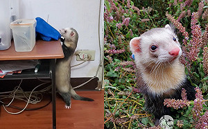 (影)驚見雪貂拿抹布努力擦地　主人笑：好貼心！