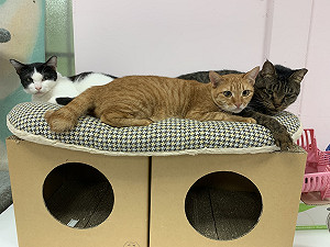 貓咪愛流口水？新北動保處提醒勿輕忽喵星人口炎