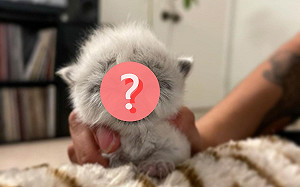 (影)幼貓天生擁有「超成熟」臉蛋　眾人一看便笑：是老爺爺！