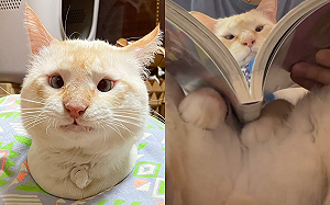 (影)悠閒午後奴才「懷中躺貓」一起看漫畫　網羨：幸福小日子！