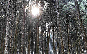 三級警戒》再延長2週！18處森林遊樂區、142條步道關閉至7／12