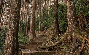 微解封》14處森林遊樂區今起迎客！開放名單、人數限制一次看