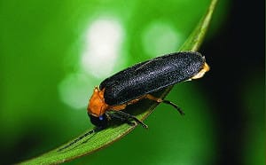 新北大板根溫泉飯店推螢火蟲季及母親節專案