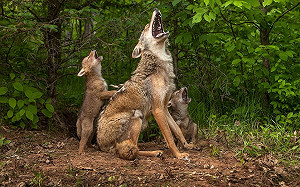 小狼求關注竟變「幫忙抓癢」 狼媽仰天嚎叫：就是這裡！
