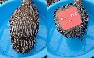 (影)喝水好滿足！貓頭鷹竟「笑眼彎彎」看人員：謝謝你～