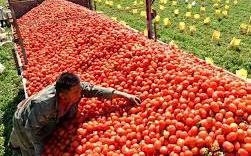 繼新疆棉後又一抵制 日本「番茄醬之王」可果美宣布停用新疆番茄