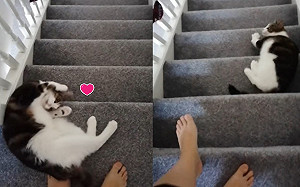 (影)下樓好難？貓咪搶先「滾樓梯」　竟為了要奴才快放飯！