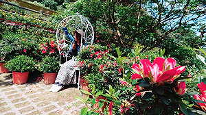 新北愈夜愈美麗　 全臺首次夜賞萬金杜鵑