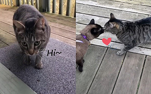 (影)帶貓散步引來鄰家貓天天上門「找女友」　媽笑：該開門嗎？