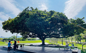 幫百年大榕樹取名字！新北人氣景點沐心池命名活動開跑