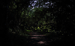 每梯限量500人！台南梅嶺賞螢季4/24閃亮登場