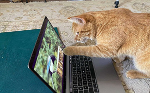 自來貓每天上門「看電視」　手敲筆電：偶要看小鳥！