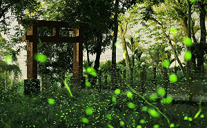 螢火蟲大爆發！高雄那瑪夏4大賞螢步道滿足所有人