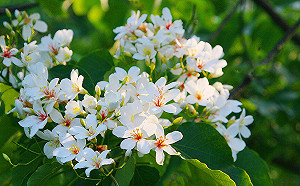 苗栗油桐花季4/18盛大登場！3大賞花路線感受4月雪魅力