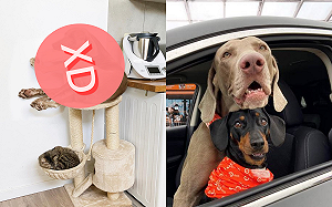 大狗硬塞貓跳台！「心大貓」在下方睡超熟　網笑：不怕垮？