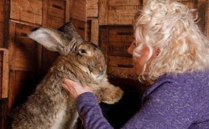打破金氏紀錄巨型兔遭竊　飼主懸賞四萬元盼歸還寵物