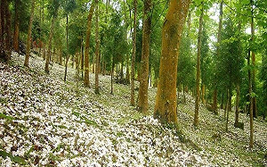 浪漫五月雪油桐花正在飄 台中知名賞花景點看這裡