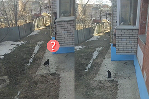 (影)叫貓咪回家！奴才亮「一條布」竟成功　網驚：極限攀登？！