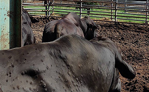 防堵牛結節疹擴散！農委會：3天內苗栗以北全面施打疫苗