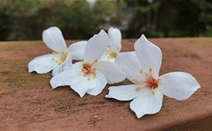 浪漫4月雪滿地盛開！雲林客家桐花祭4/17熱鬧登場