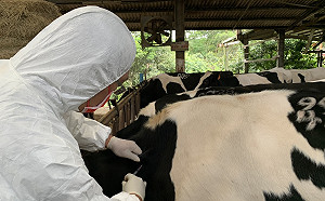 防牛結節疹擴散進口18萬劑疫苗！農委會：預計4/22抵台