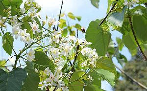 桐花開了！彰化8條必訪賞花路線大公開