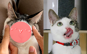 (影)奴才幫貓咪按摩　搓搓揉揉意外捏成超萌「笑面佛」！