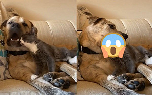 (影)大狗也愛吸喵？牠忘情含住「整顆貓頭」　網笑：很有味道！