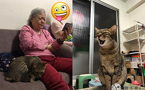 貓咪超黏「不愛貓阿嬤」　網曝聰明原因：這是戰術