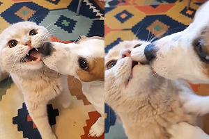 貓咪碎念不止！狗狗上前「強制舌吻」：該安靜囉～