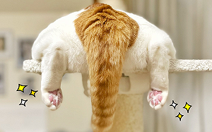 炎炎夏日！貓咪趴平台曬「超萌粉嫩肉球」　網暴動：想吸